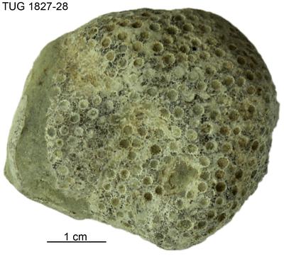 https://files.geocollections.info/large/3b/2c/3b2c54d1-0ac9-4ff1-96a1-2e6851864caa.jpg