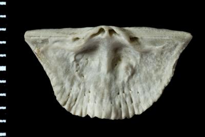 https://files.geocollections.info/large/3b/31/3b316af8-b011-49e0-bf4c-87f486ac4033.jpg