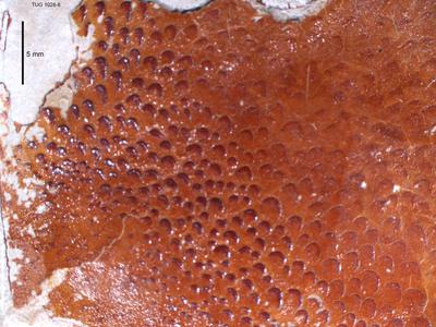 https://files.geocollections.info/large/3b/3b/3b3b6b4d-f5df-4589-ae50-962f504dcee4.jpg