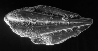 https://files.geocollections.info/large/3b/58/3b581dd4-70ea-4614-9f76-fd72ce190d25.jpg
