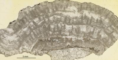 https://files.geocollections.info/large/3b/5c/3b5c476d-fdbc-4080-b9c2-75ce8c7321d5.jpg