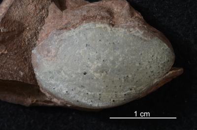 https://files.geocollections.info/large/3b/61/3b6110f6-d79e-4a6b-84ea-2b0b9bf70670.jpg