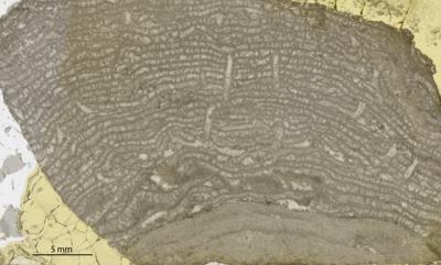 https://files.geocollections.info/large/3b/61/3b6152fd-f753-41c1-a2e4-6d0713f906db.jpg