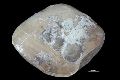https://files.geocollections.info/large/3b/63/3b63280c-6b54-4810-8ce5-379067fe8755.jpg