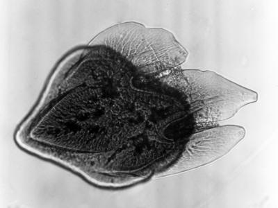 https://files.geocollections.info/large/3b/66/3b66ee61-7e79-494a-9b04-2ef834f0aae8.jpg