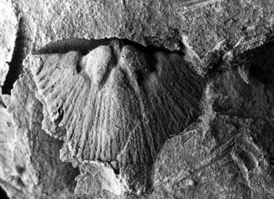 https://files.geocollections.info/large/3b/6a/3b6a5066-e4c3-425c-a573-9644648d28ab.jpg