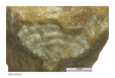 https://files.geocollections.info/large/3b/8b/3b8b4620-aaa7-4bef-b759-1c06f3079095.jpg