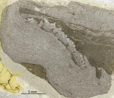 https://files.geocollections.info/large/3b/91/3b91dd17-06c0-4317-8b6d-4a2252ff3372.jpg