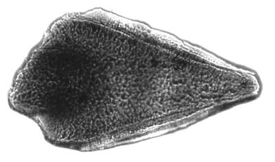 https://files.geocollections.info/large/3b/d3/3bd30fa9-699c-4eb6-a7dd-a2153bab6458.jpg