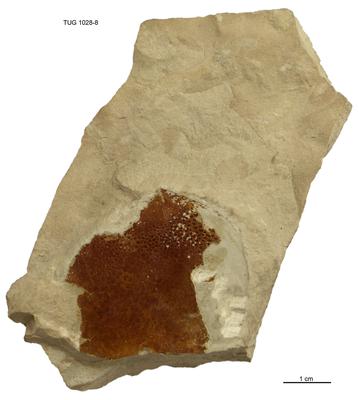 https://files.geocollections.info/large/3b/e6/3be6407b-c61d-4637-abf2-75bb32e48352.jpg