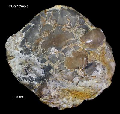 https://files.geocollections.info/large/3c/3b/3c3b237c-9255-4d78-ba54-9a66b21aa7b3.jpg