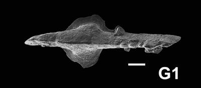 https://files.geocollections.info/large/3c/4b/3c4bb2ee-292f-4019-b48e-d444564d7700.jpg