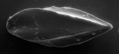 https://files.geocollections.info/large/3c/4f/3c4f83d7-9eb5-4ce8-994f-b0e9c4b08b9b.jpg