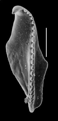 <i>Oenonites sp. A Hints, 2000</i><br />Orjaku borehole, 98.60 m, Nabala Stage