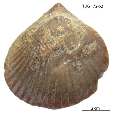 https://files.geocollections.info/large/3c/7f/3c7f8742-a19c-4a7a-8fc4-a6e25d90c64f.jpg
