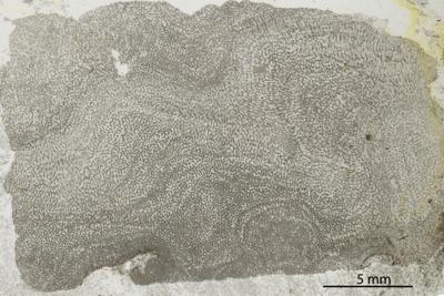 https://files.geocollections.info/large/3c/ab/3cabd89b-532e-4ab0-81f1-eadb34733c82.jpg