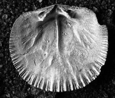 https://files.geocollections.info/large/3c/f0/3cf00b4b-5ba4-4be0-a4d0-17b4184c09b8.jpg