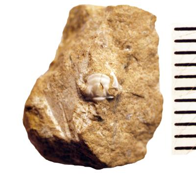 https://files.geocollections.info/large/3d/23/3d2359ae-6d67-4609-b9bf-f85a1a8bc016.jpg