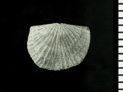 https://files.geocollections.info/large/3d/26/3d26b3d1-24e6-4097-b519-d29cedb3c624.jpg