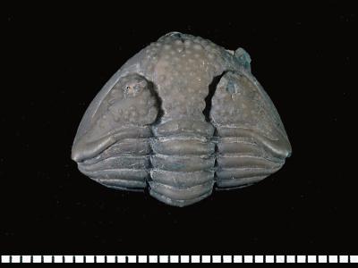 https://files.geocollections.info/large/3d/2e/3d2efdd5-d60a-49ba-97d5-a19d66882c54.jpg