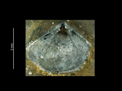 https://files.geocollections.info/large/3d/38/3d38b072-f3fd-4e0a-9f36-b4e548796ebd.jpg