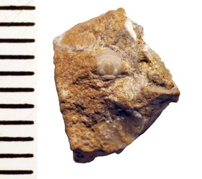 https://files.geocollections.info/large/3d/73/3d738e4d-6b68-4b39-b44a-de94a789b892.jpg