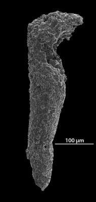 https://files.geocollections.info/large/3d/a8/3da8f131-f665-44ad-8f21-032d312794ab.jpg