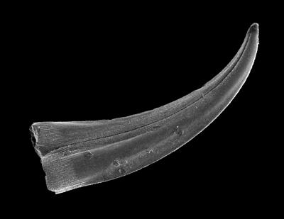 https://files.geocollections.info/large/3d/bb/3dbb5bb4-3886-4c33-8ae7-246e5969e05a.jpg
