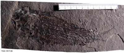 https://files.geocollections.info/large/3d/d3/3dd33fc6-3dda-4924-8cbb-32ce3257941f.jpg