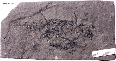 https://files.geocollections.info/large/3d/dd/3ddd1779-0fe5-49bd-8029-0e4194df118b.jpg