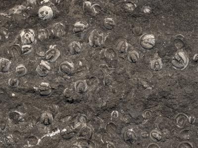 https://files.geocollections.info/large/3d/e0/3de09996-03ee-4517-ab44-d9392723daf8.jpg