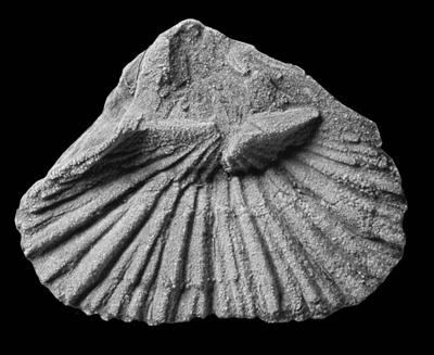 https://files.geocollections.info/large/3d/f4/3df46458-4c69-41c7-9d2c-66f6bc254322.jpg