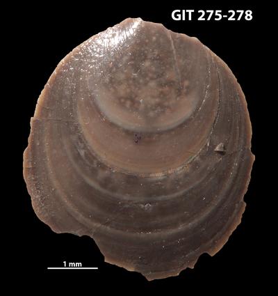 https://files.geocollections.info/large/3e/07/3e078776-4176-4fe2-b557-e6211065d7b2.jpg
