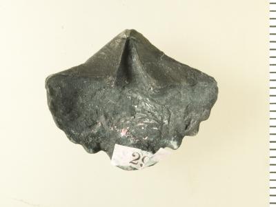https://files.geocollections.info/large/3e/31/3e3134c9-a563-43c7-86ae-c2c82bb6a3e3.jpg