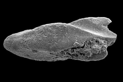 https://files.geocollections.info/large/3e/37/3e379ea9-a595-4f68-9481-d9be727630d1.jpg