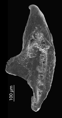 <i>Oenonites sp. 3</i><br />Blankenheimerdorf section, Eifel region,  m, Eifelian