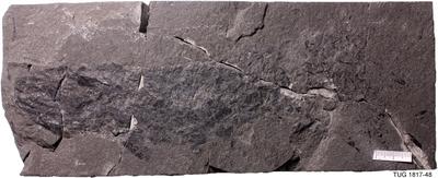 https://files.geocollections.info/large/3e/53/3e53a50c-16ad-4645-a4ea-1037f5b52a57.jpg
