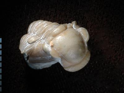 https://files.geocollections.info/large/3e/57/3e571f4c-e02d-4aea-bf70-e8e284f9522d.jpg