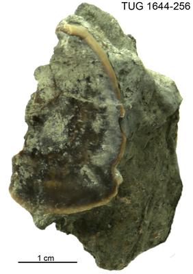 https://files.geocollections.info/large/3e/90/3e90760c-58d8-439e-bc64-d5ef7e1a3415.jpg