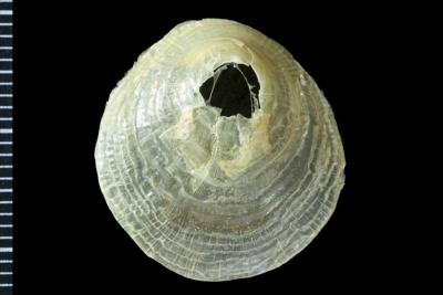 https://files.geocollections.info/large/3e/a8/3ea8d72e-c563-4bcb-887d-9778930ed8e8.jpg