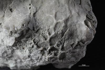 https://files.geocollections.info/large/3e/c9/3ec9a488-d5a6-427d-a2d6-5993abf42c52.jpg