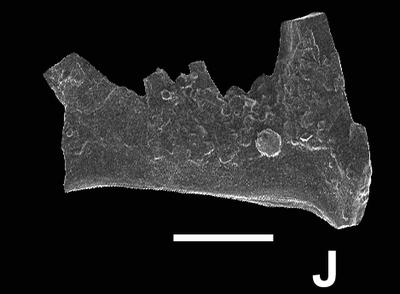 https://files.geocollections.info/large/3e/c9/3ec9b29e-223c-48d4-afab-a8c4fa0f7530.jpg
