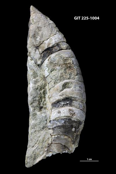 https://files.geocollections.info/large/3e/cf/3ecffeb4-97b0-47b5-b56a-88eb73d732b8.jpg
