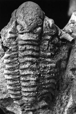 https://files.geocollections.info/large/3e/d2/3ed21586-0b45-4008-a9af-ae662e52481e.jpg
