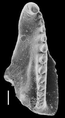 <i>Kalloprion sp. A Hints, 2000</i><br />Laeva 18 borehole, 225.15 m, Nabala Stage