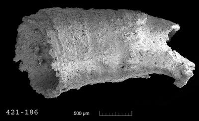 https://files.geocollections.info/large/3f/42/3f4257f3-0bb4-43a0-a795-e99a56cc8861.jpg