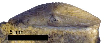 https://files.geocollections.info/large/3f/4b/3f4b6e4f-ff2f-4cfc-a5dc-c01f4171b1ac.jpg