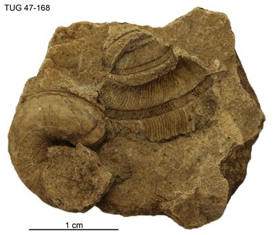 https://files.geocollections.info/large/3f/7c/3f7c650c-235f-4d1b-861b-0c7e30a113d9.jpg