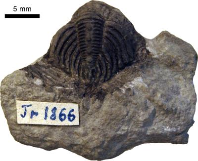 https://files.geocollections.info/large/3f/8a/3f8a821e-8a6e-4e1b-b0b1-a7666377ac63.jpg