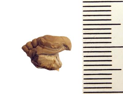 https://files.geocollections.info/large/3f/ba/3fbac3b6-08b6-4910-afea-76628c18ed5e.jpg